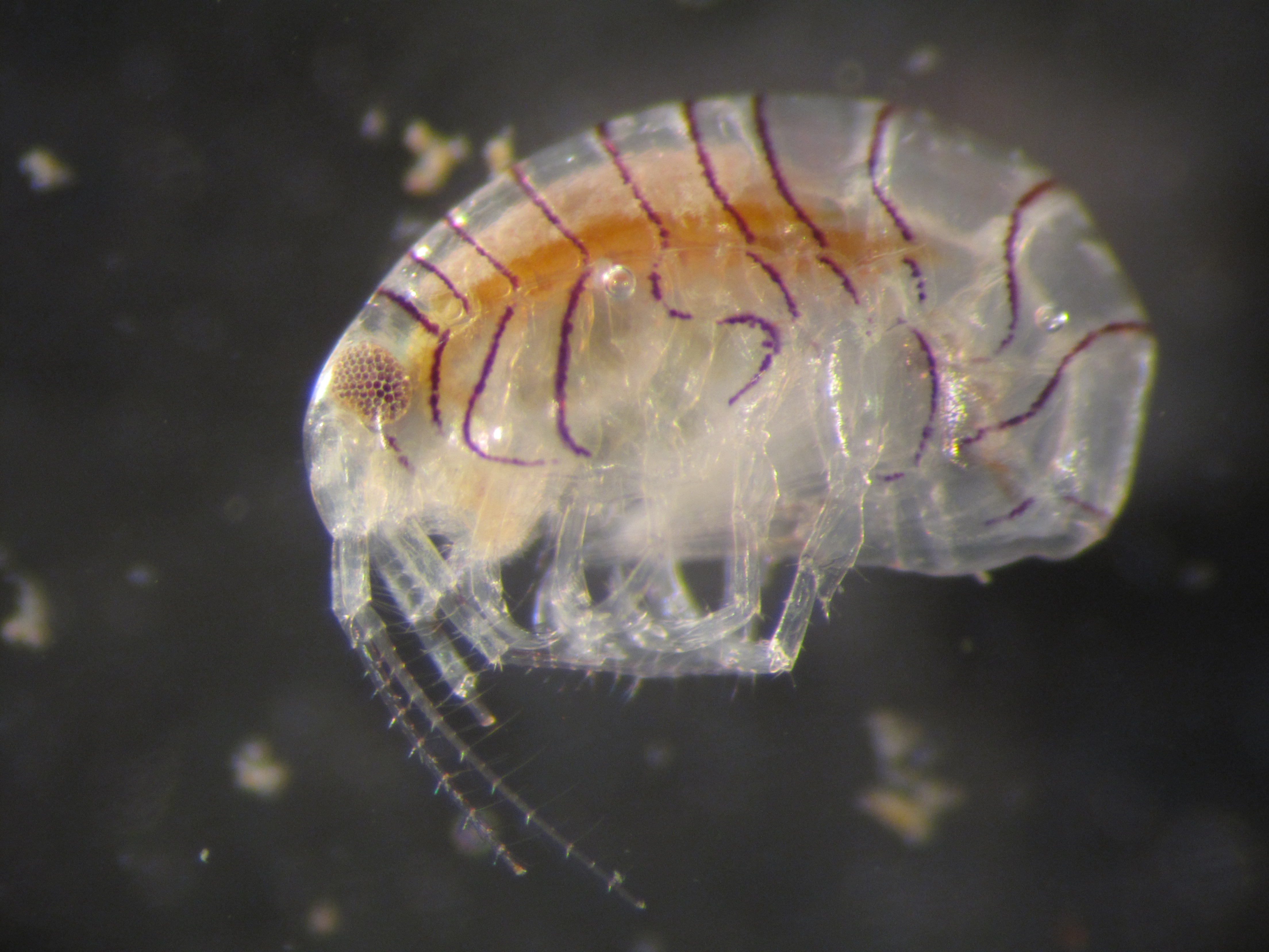 Unknown Amphipod: We only came across this species once and couldn’t find a record of it anywhere else.